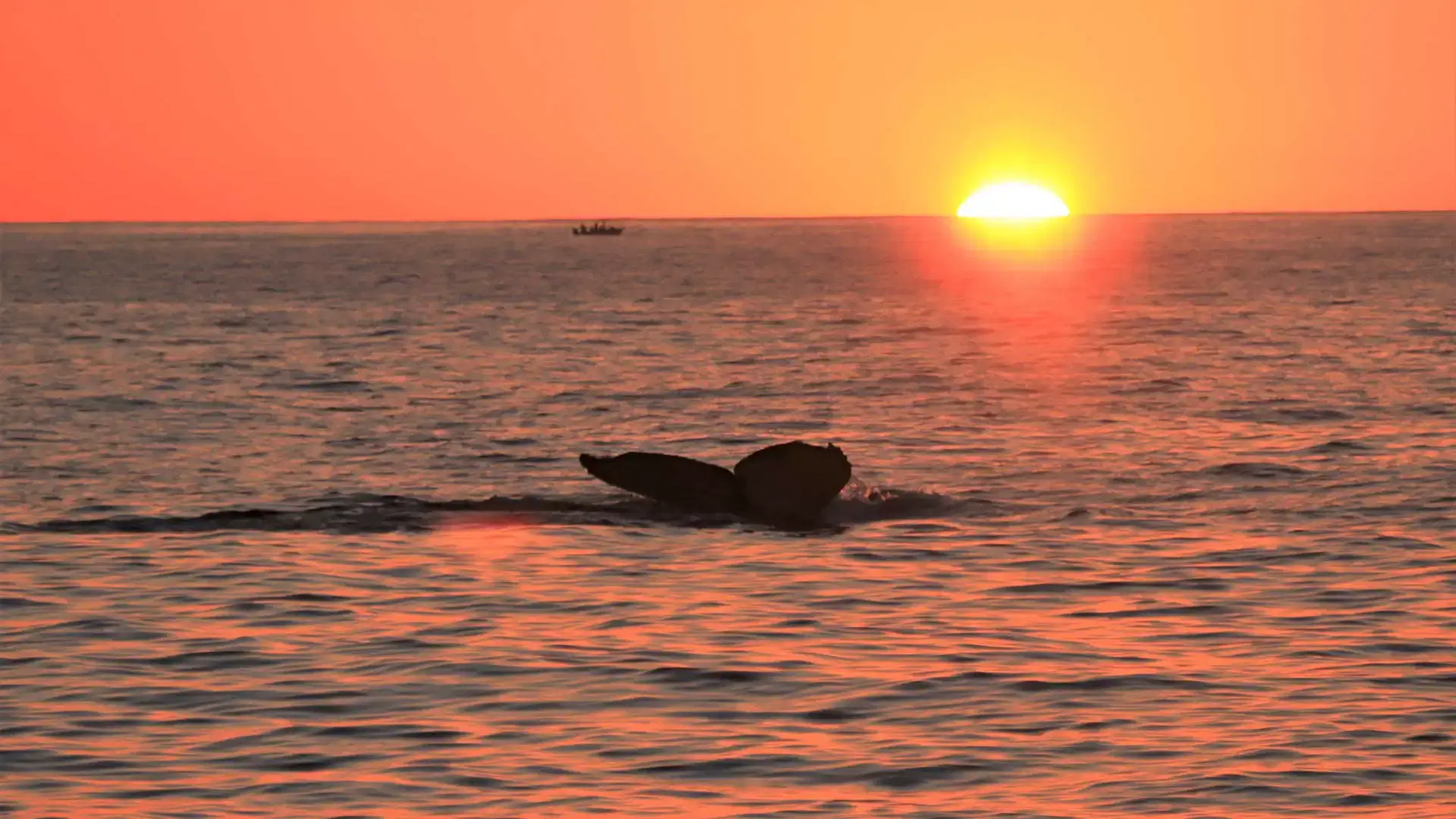 Whale Watching Sunset Tour PezGato